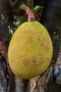 Jackfruit is Artocarpus heterophyllus Bhubaneswar, also as Bhubaneshwar